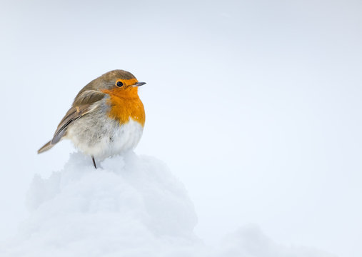 Robin perched on snow with a white snow background taken in the Cauirngorms National Park, Scotland.