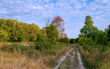 Fototapeta premium Pedestrian road in the forest littered with yellow leaves of trees