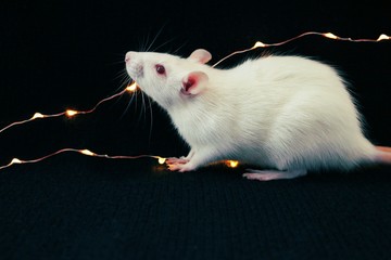 White rat on black background with garland, symbol of the new year 2020