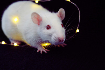 White rat on black background with garland, symbol of the new year 2020