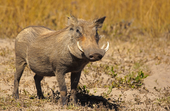warthog