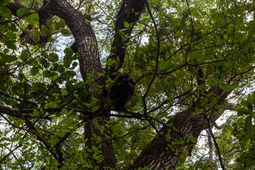 Monkey, Guanacaste, Costa Rica.