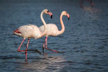 fenicotteri rosa in Camargue