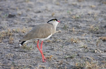un vanneau couronné en Afrique du Sud
