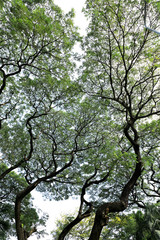 Close up big tropical tree with green leaves in Thailand