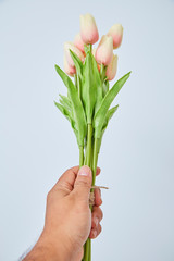 woman's hand holding a tulip