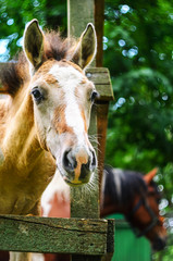 Muzzle of a horse in a stall close up.