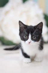 kitten scottish british cat burma munchkin animals