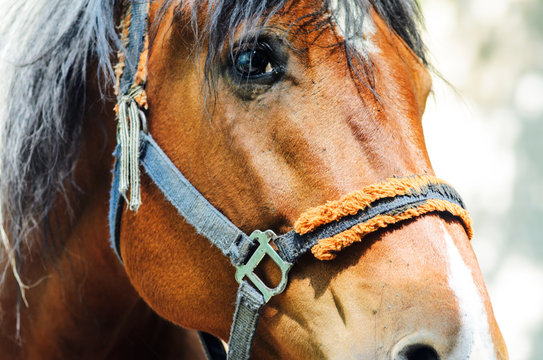 Muzzle of an old horse in harness on a sunny day.
