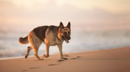 Fototapeta na wymiar German Shepherd on the beach. Sunny summer day. Vacation and travel with home pet.