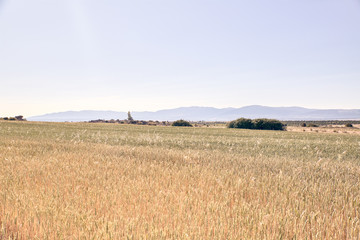 Scenic view of wheat field