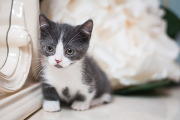 kitten scottish british cat burma munchkin animals