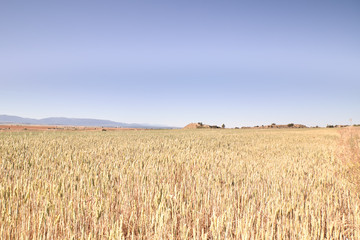 Scenic view of wheat field
