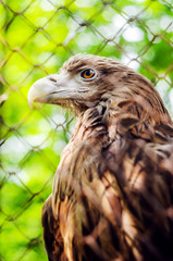 Brown eagle in a cage close up.