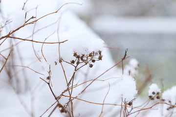 Branch in snow