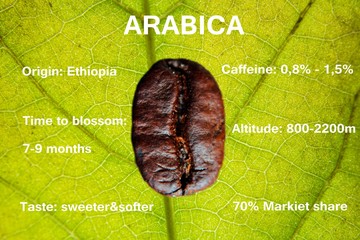 Arabica seeds with descriptions of Arabica coffee beans