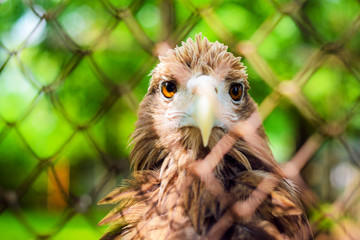 Brown eagle in a cage close up.
