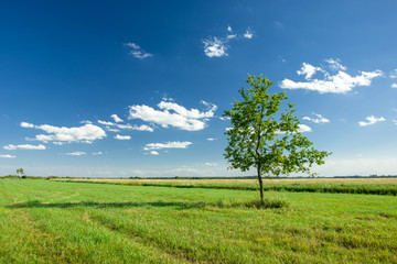 Fototapeta na wymiar Lonely tree growing on a green meadow and white clouds on a blue sky