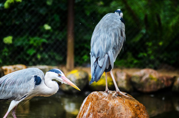 Two Grey Heron Ardea Cinerea in the Zoo.