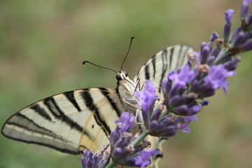 papillon majestueux butinant une fleur de lavande
