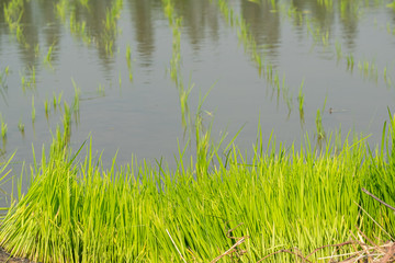 rice seedling for prepare agricutural in rice field
