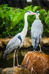 Two Grey Heron Ardea Cinerea in the Zoo.