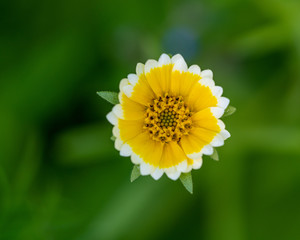 Closeup of a flower in the garden