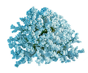 coral isolated on white background © Dmitry