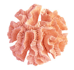 coral isolated on white background © Dmitry