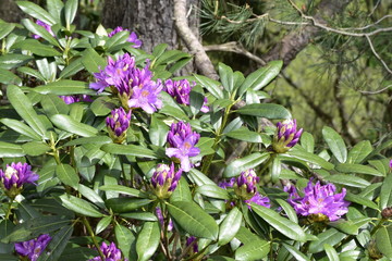 purple flowers in the garden
