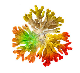 coral isolated on white background © Dmitry