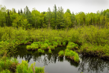 Fototapeta na wymiar Wetland grasses in the Chequamegon National Forest.