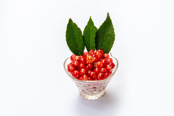 Red currant in the plate. Isolated