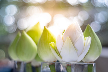 bouquets of white lotus flowers in glass jur with light bokeh background