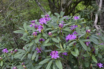flowers in the garden