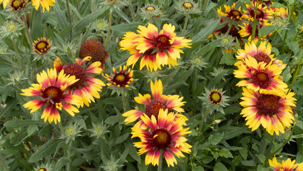 'Gaillardia aristata' Common gaillardia or common Blanket flower