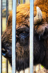 Bison close up portrait in zoo. Bison bonasus.