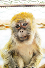 Closeup of a monkey in a cage of a zoo.