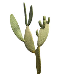 Obraz premium cactus isolated on white background