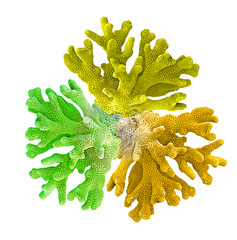 coral isolated on white background © Dmitry