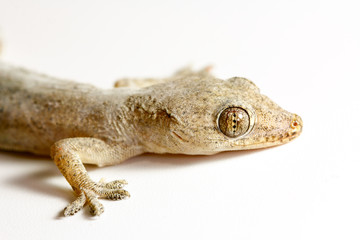 Closeup Asian house gecko (Hemidactylus sp.) on white background