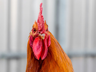 Portrait of an orange cock close-up. Head cock_