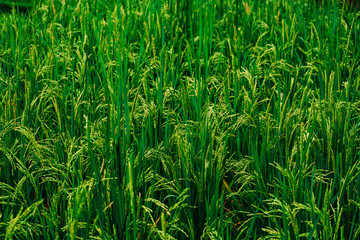 rice terrace fields with young green rice in Bali, Tegalalang, Jatiluwath