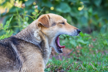 Portrait of a close-up dog with an open mouth in profile_