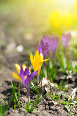 Beautiful spring background with close-up of blooming yellow and purple crocus. First flowers on a meadow in park under bright sun in spring time