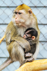 A Portrait of Mother Monkey Feeding her Baby.