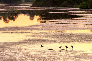 Water surface of the river with reflection of trees and birds during the sunset_