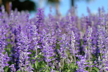 Naklejka premium field of lavender flowers