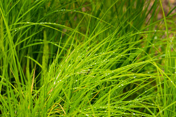 Obraz premium Rain drops on wetland grasses in the Chequamegon National Forest.