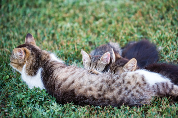 Mother cat feeding her kitten children outdoors